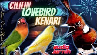 CILILIN LOVEBIRD KENARI -  Masteran Tembakan Panjang Dan Jernih