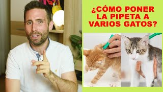 ¿Cómo colocar la pipeta cuando convives con varios gatos en casa?