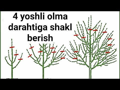 Video: Kungaboqar urug'ini qanday ekish kerak (rasmlar bilan)