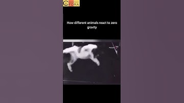 How Animals React to Zero Gravity: A Fascinating Experiment!