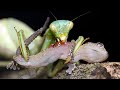 15 Craziest Fights in the Insects Kingdom