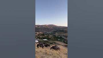 شارباژێڕ. ‎  القارئ هاوکار صالح  الکردي 🎙🤍 صلوا على النبي ﷺ اللهم صل وسلم  على نبينا محمد ﷺ❤️