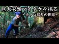 【マイタケ採り】2023年最初の大収穫「ドキュメンタリー」
