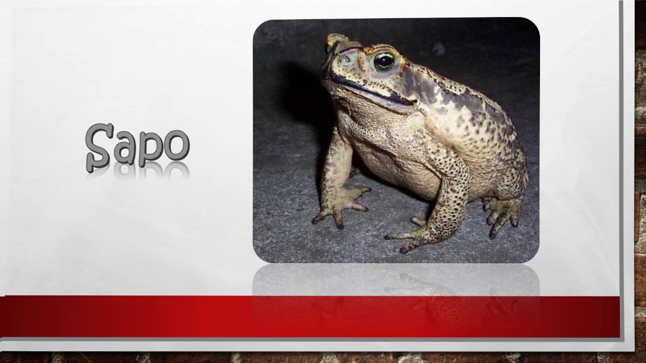 Animales con la letra S - YouTube Animales con la letra S - YouTube