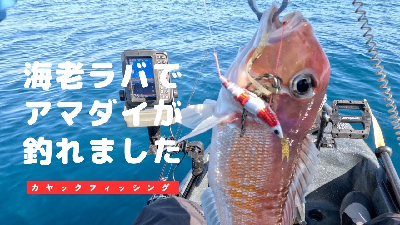 【アマラバ#13】海老ラバでアマダイが釣れました｜１月