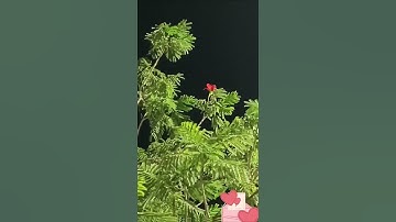 #خواتم #سورة #البقرة :آمَنَ الرَّسُولُ بِمَا أُنزِلَ إِلَيْهِ مِن رَّبِّهِ وَالْمُؤْمِنُونَ ۚ
