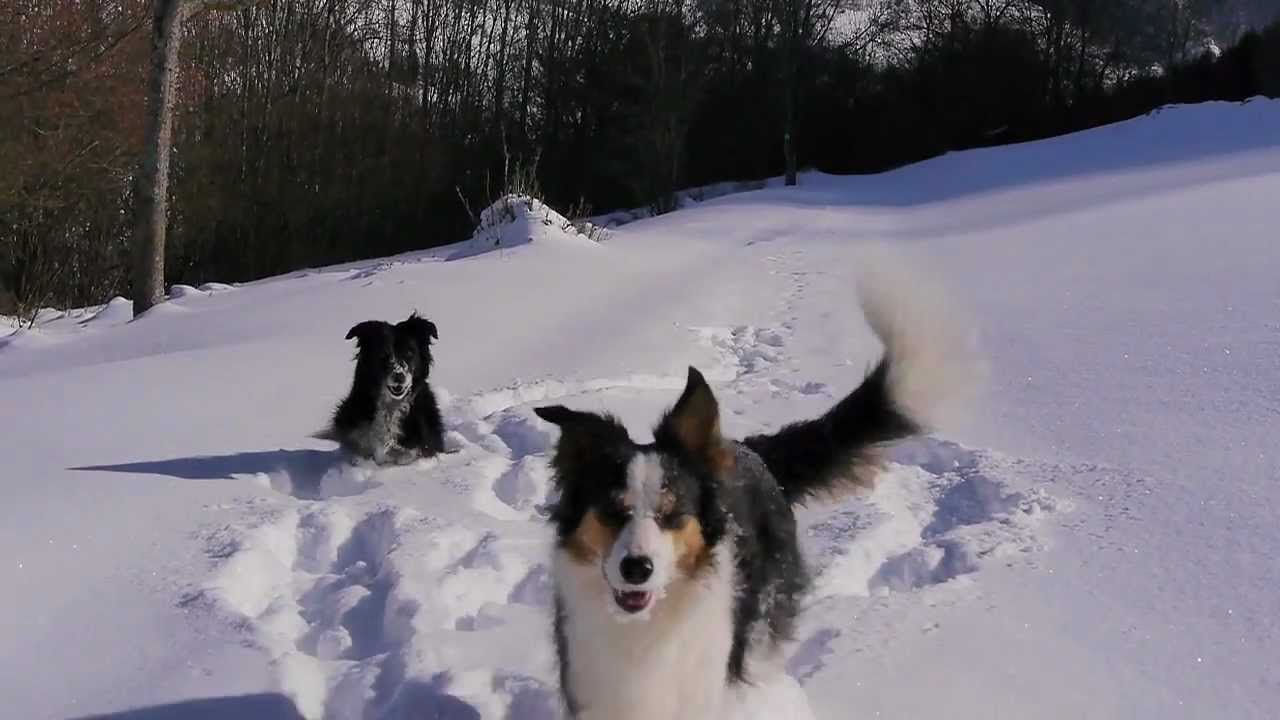 Winter holidays with border collies YouTube