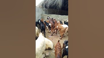Goat Sound🤣🤣Style #مضحك #قصيرة #منتشر #funny #goat #shorts #viral #5millionviews
