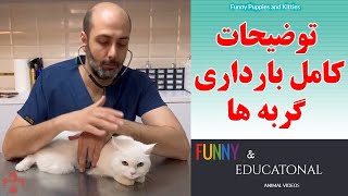 همه چیز در مورد بارداری گربه ها