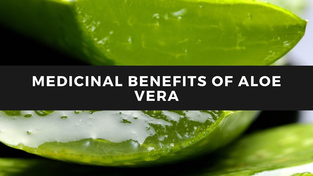 Medicinal Benefits of Aloe Vera YouTube
