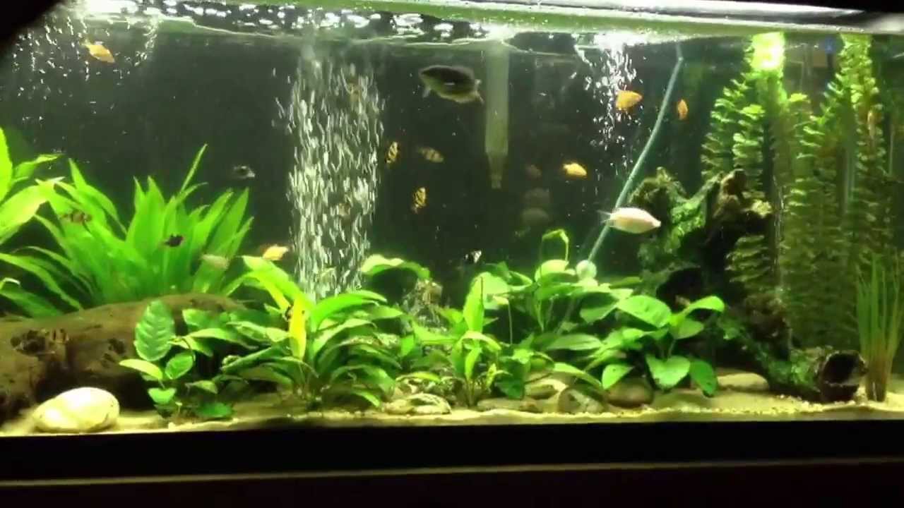 semi aggressive community fish