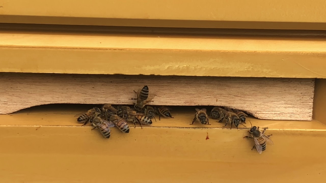 أمراض النحل/أسباب الرطوبة داخل خلية النحل/تربية النحل