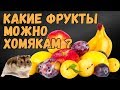 Какие фрукты можно давать хомякам.  Питание хомяков.