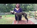 Lori Rizzo Whippet Puppy Training Wk 1 Lesson 5A