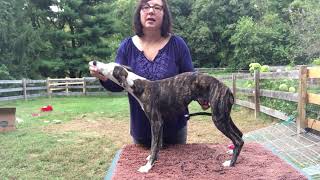 Lori Rizzo Whippet Puppy Training Wk 1 Lesson 5A