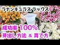 ラナンキュラスラックス〜芽出しから開花まで〜