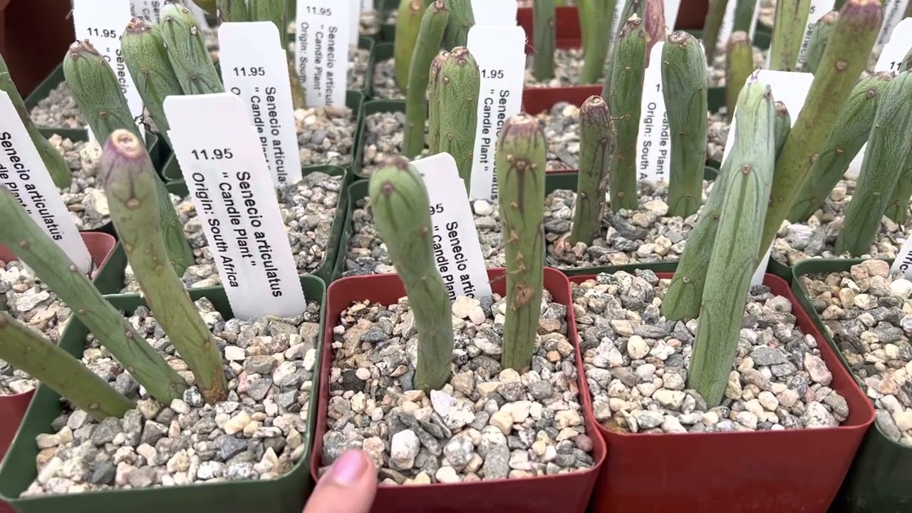 Senecio articulatus 