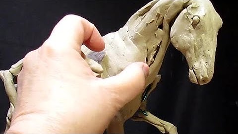 Instructional DVD In Production On Creating a Horse from Scratch