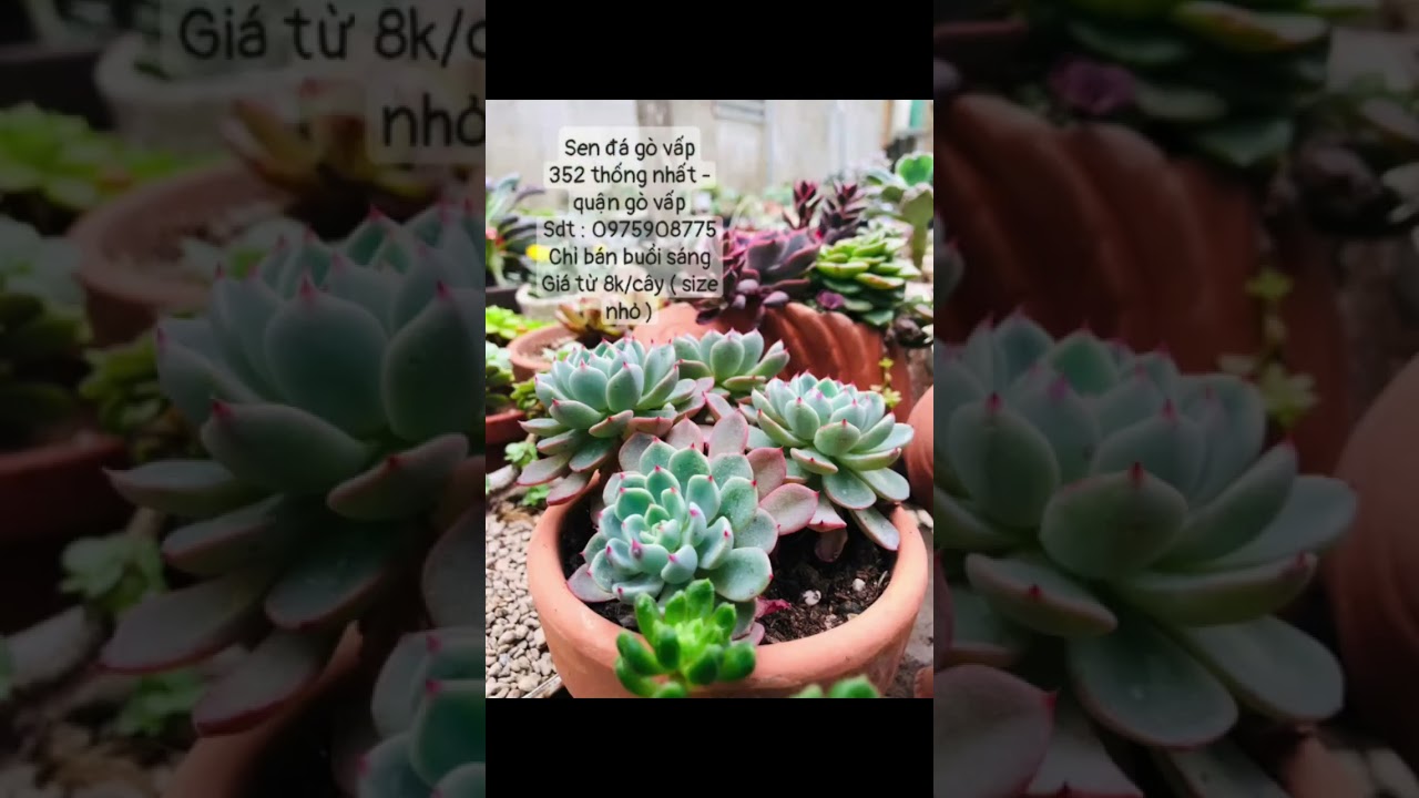 Sen đá gò vấp352 thống nhất - quận gò vấpSdt : 0975908775Chỉ bán buổi sángGiá từ 8k/cây ( size nhỏ )