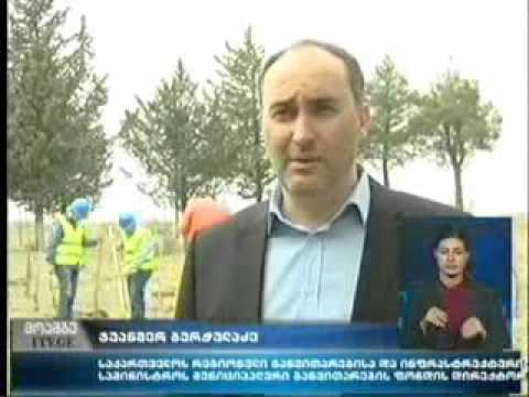 გამწვანების აქცია მახათას მთაზე