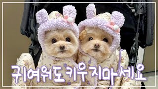 여러분은 강아지 키우지 마세요.. by 달달투어 37,246 views 3 months ago 16 minutes