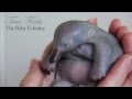 True Facts About Baby Echidnas