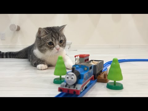 トーマスがおやつを運んでたときの猫の反応がかわいすぎましたw