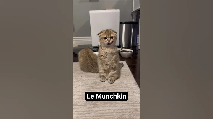 Video 11385521: munchkincat munchkins, cat munchkincat, smallest cat