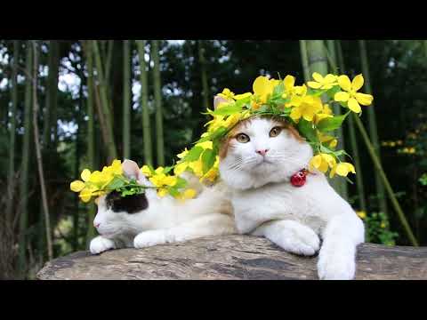 やまぶきの花　のせ猫 220511