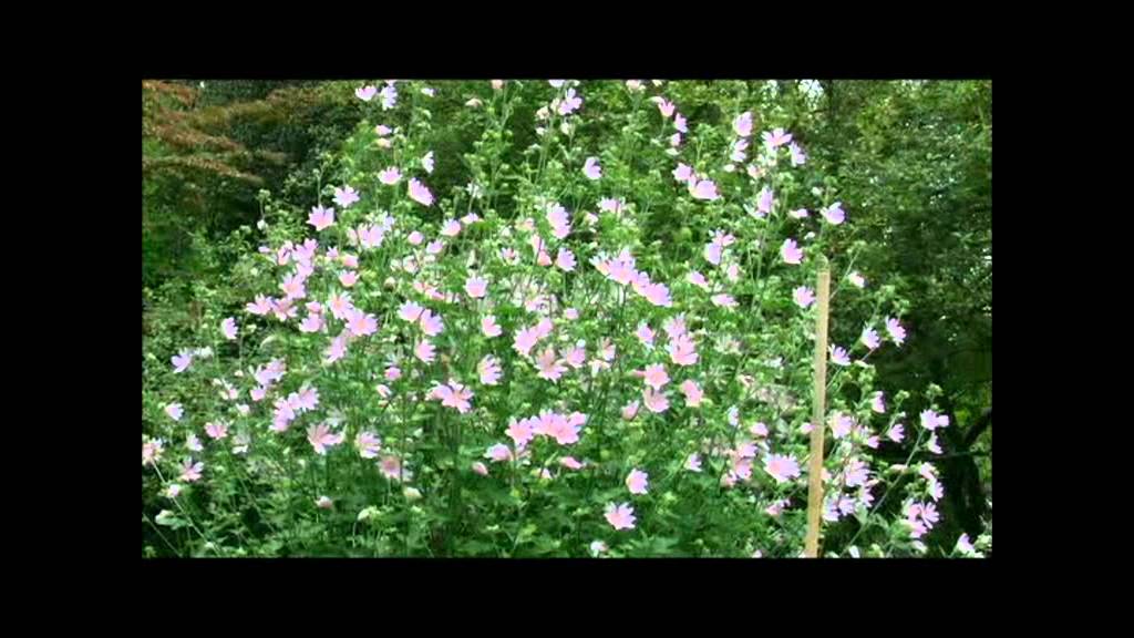 Botanischer Garten Kassel Youtube