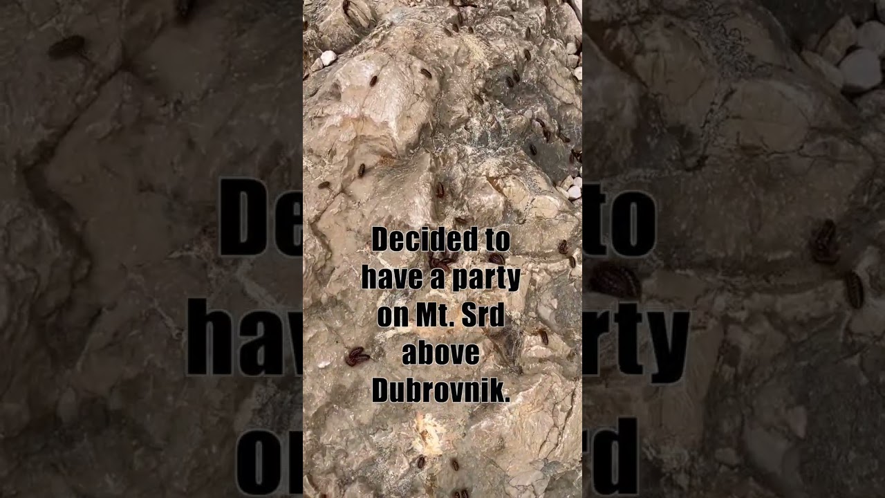 Isopods in Dubrovnik
