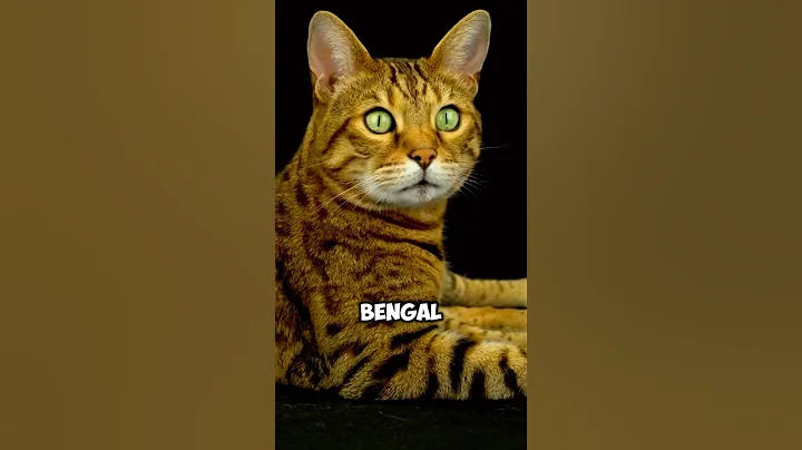 Video 10692501: bengal cat facts