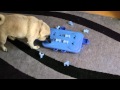 Pug verses Dog Casino