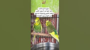 #سورة_المرسلات #قرآن فضل السورة في مربع التعليقات #المصحف #طيور #البادجي #quran #birds #budgies #us