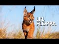 Caracal: King of the Flop