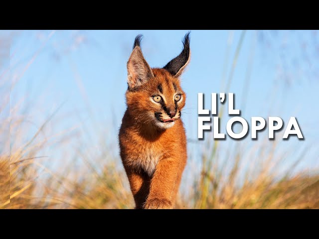 floppa v:  Animals, Pets, Caracal