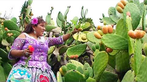 Esmeralda Crdenas - ENAMORARME JAMAS