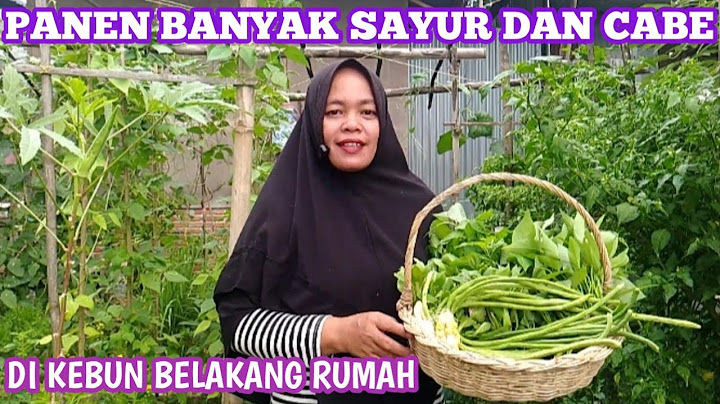 PANEN SAYUR PAKCOY BAYAM KANGKUNG KACANG PANJANG JAGUNG MANIS 2 JENIS CABE DI KEBUN BELAKANG RUMAH
