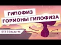 ГИПОФИЗ и ГОРМОНЫ l ЕГЭ Биология | Даниил Дарвин | Вебиум