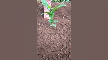 trồng cây cà phê