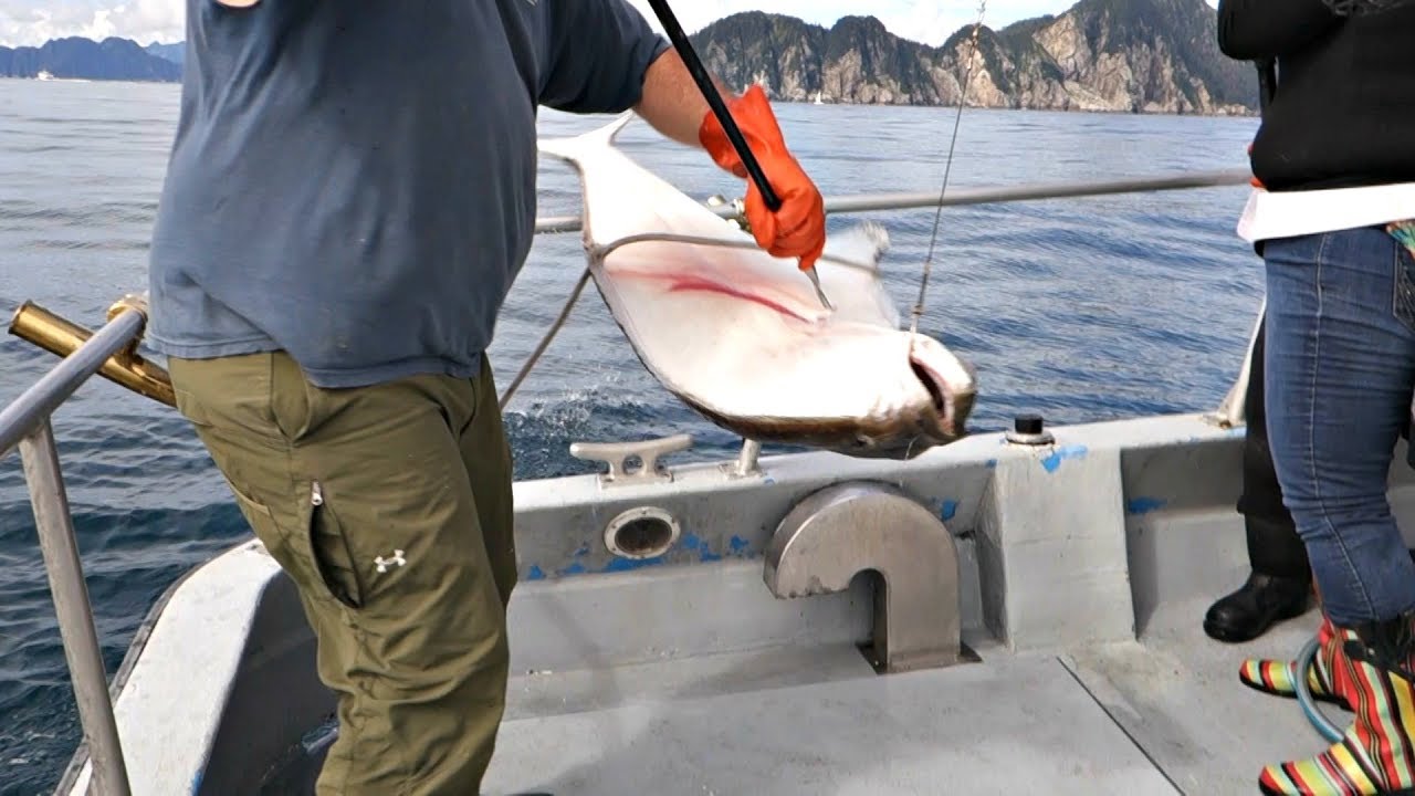 Best of Alaska Lady catches BIG halibut YouTube