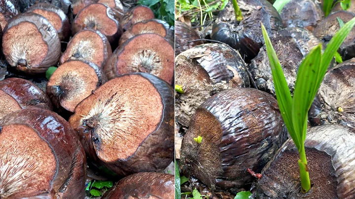 How to Grow coconut tree fast - Amazing New Agriculture Technology