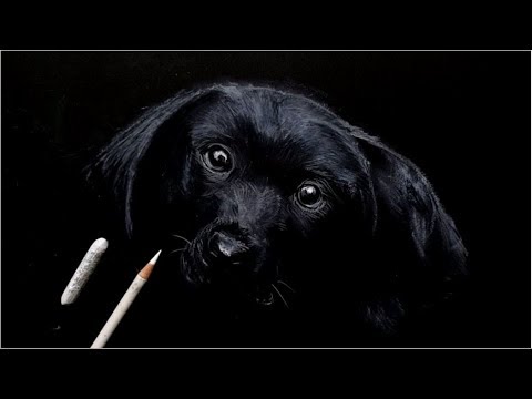 色鉛筆 ラブラドール犬を描いてみた Youtube