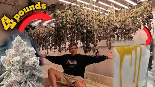 HOW I TURNED FRESH HARVEST INTO PREMIUM ROSIN GOLD
