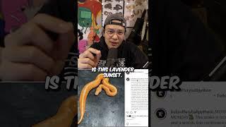 Celebrity Can you make a red ball python? Wealth