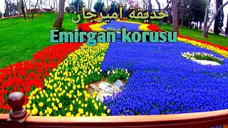 حديقة أميرجان أجمل حدائق اسطنبول كيفية الوصول الى حديقة اميرجان ومهرجان التوليب 2022 Emirgan korusu