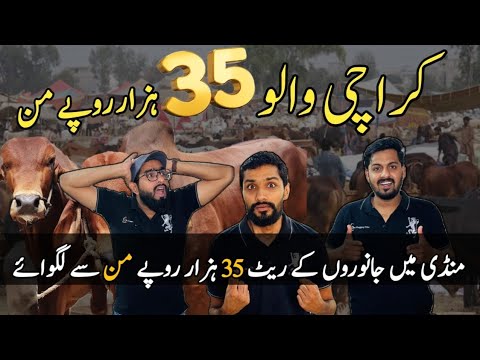 Karachi Walo Rate 35000 Rupai Maan Se | Karachi Cow Mandi | Northern Bypass