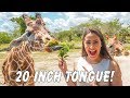 Zoo Miami Tour- Best Family-Friendly Thing to Do in Miami