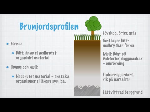 Video: Vad är nederbörden i lövskogen?