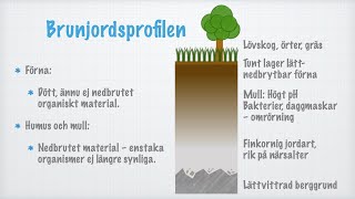 Från berggrund till förna. Skogen som ekosystem